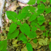 0091-Groot-heksenkruid-Circaea-lutetiana-cool-woods