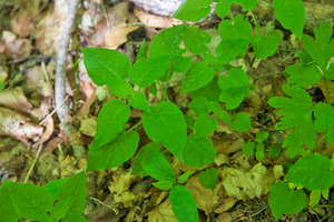 0091-Groot-heksenkruid-Circaea-lutetiana-cool-woods