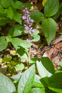 0096-Kruipend-zenegroen-Ajuga-reptans-woods-glades