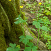 0106-Ranunculus-lanuginosus-woods-and-glades