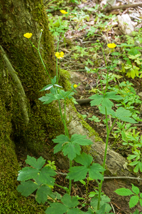 0106-Ranunculus-lanuginosus-woods-and-glades