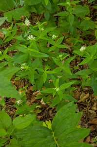 0109-Asperula-taurina-pink-woodruff-fagus-sylvatica-woods