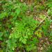 0110-Christoffelkruid---Actaea-spicata-fagus-sylvatica-woods