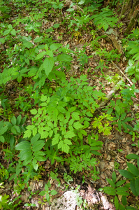 0110-Christoffelkruid---Actaea-spicata-fagus-sylvatica-woods