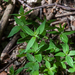 0117-Asperula-taurina-pink-woodruff-fagus-sylvatica-woods