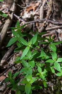 0117-Asperula-taurina-pink-woodruff-fagus-sylvatica-woods