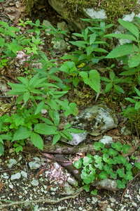 0120-Ruig-klokje-Campanula-trachelium-glades-open-woods