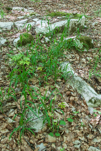 0127-Bosgierstgras-Milium-effusum-woods-glades-in-fagus-sylvatica