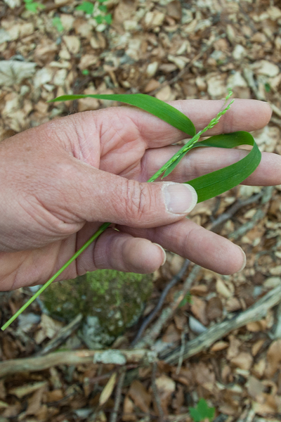 0129-Bosgierstgras-Milium-effusum-woods-glades-in-fagus-sylvatica