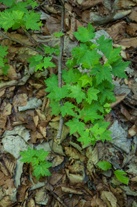 0130-Alpenbes---Ribes-alpinum-fagus-sylvatica-woods