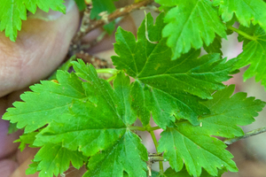 0131-Alpenbes---Ribes-alpinum-fagus-sylvatica-woods