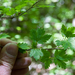 0133-Alpenbes---Ribes-alpinum-fagus-sylvatica-woods