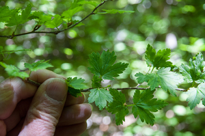 0133-Alpenbes---Ribes-alpinum-fagus-sylvatica-woods