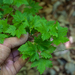 0134-Alpenbes---Ribes-alpinum-fagus-sylvatica-woods