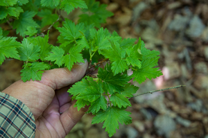 0134-Alpenbes---Ribes-alpinum-fagus-sylvatica-woods