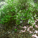 0136-Alpenbes---Ribes-alpinum-fagus-sylvatica-woods