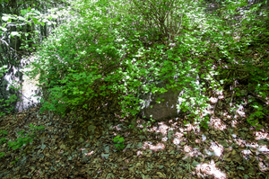 0136-Alpenbes---Ribes-alpinum-fagus-sylvatica-woods