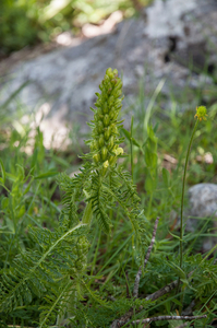 0145-Pedicularis-hoermanniana-fagus-sylvatica-wood-glades