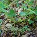 0158-Potentilla-micrantha-woods-glades