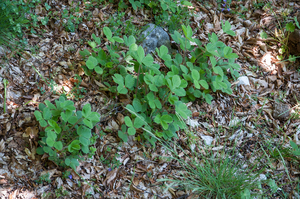 0159-Potentilla-micrantha-woods-glades
