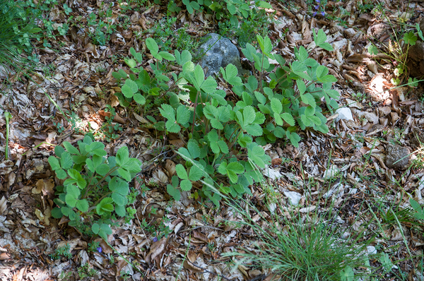 0159-Potentilla-micrantha-woods-glades