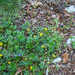 0160-Alpine-Cinquefoil-Potentilla-crantzii-snowbed-meadows-pastur