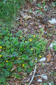 0160-Alpine-Cinquefoil-Potentilla-crantzii-snowbed-meadows-pastur