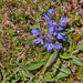 0169-Ajuga-tenorei-stony-pastures-and-nardus-grasland