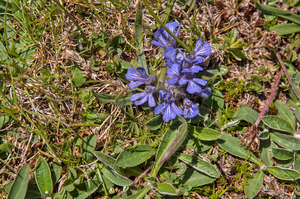 0169-Ajuga-tenorei-stony-pastures-and-nardus-grasland