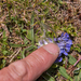 0170-Ajuga-tenorei-stony-pastures-and-nardus-grasland