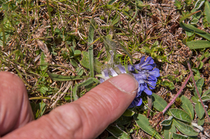 0170-Ajuga-tenorei-stony-pastures-and-nardus-grasland