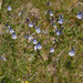 0195-Tijmereprijs---Veronica-serpyllifolia-glades-and-cool-meadow