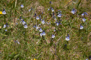 0195-Tijmereprijs---Veronica-serpyllifolia-glades-and-cool-meadow