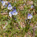 0196-Tijmereprijs---Veronica-serpyllifolia-glades-and-cool-meadow