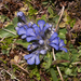 0197-Ajuga-tenorei-stony-pastures-and-nardus-grasland