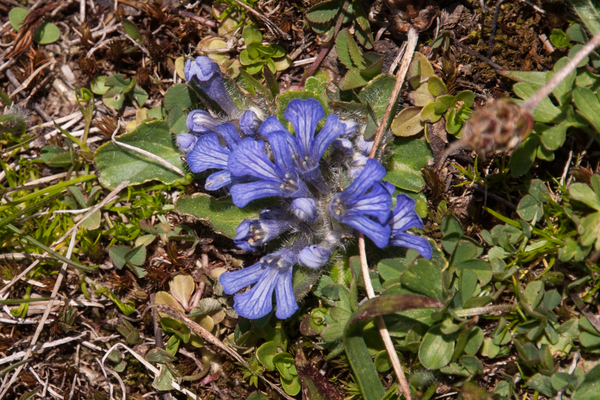 0197-Ajuga-tenorei-stony-pastures-and-nardus-grasland