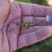 0197-Tijmereprijs---Veronica-serpyllifolia-glades-and-cool-meadow