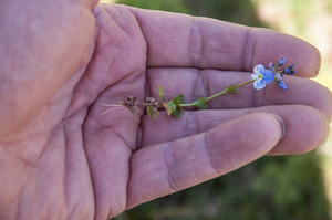 0197-Tijmereprijs---Veronica-serpyllifolia-glades-and-cool-meadow