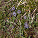 0198-Globularia-meridionalis-montane-stony-slopes