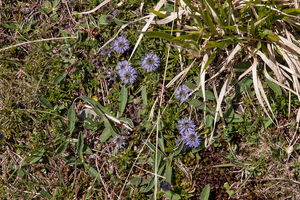 0198-Globularia-meridionalis-montane-stony-slopes