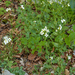 0206-Alpine-Rock-cress-Arabis-alpina-screes-shady-crees-cliffs