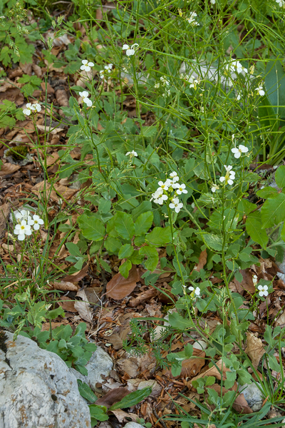 0206-Alpine-Rock-cress-Arabis-alpina-screes-shady-crees-cliffs