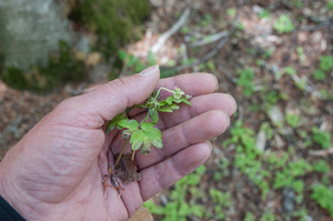 0210-Muskuskruid---Adoxa-moschatellina-fagus-sylvatica-woods