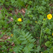 0214-Echte-valeriaan---Valeriana-officinalis-humid-woods