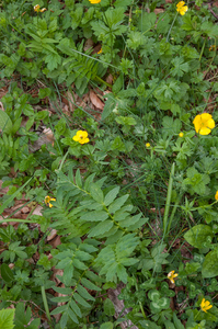 0214-Echte-valeriaan---Valeriana-officinalis-humid-woods