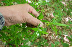 0216-Rood-peperboompje---Daphne-mezereum-woods-and-margings,-scru