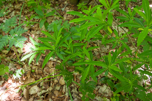 0217-Rood-peperboompje---Daphne-mezereum-woods-and-margings,-scru