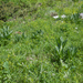 0219-Gele-gentiaan---Gentiana-lutea-montane-pastures