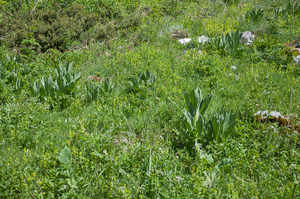 0219-Gele-gentiaan---Gentiana-lutea-montane-pastures