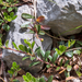 0232-Berendruif-Arctostaphylos-uva-ursi-subalpine-scrub-stony-slo